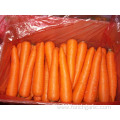 Fresh New Crop Carrot